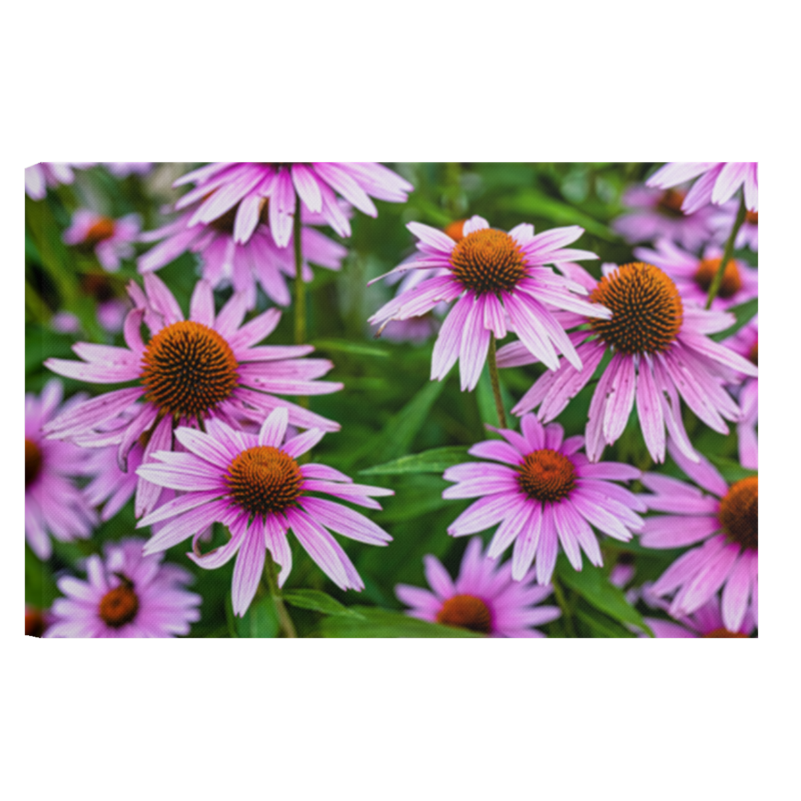 Cone Flowers - Canvas