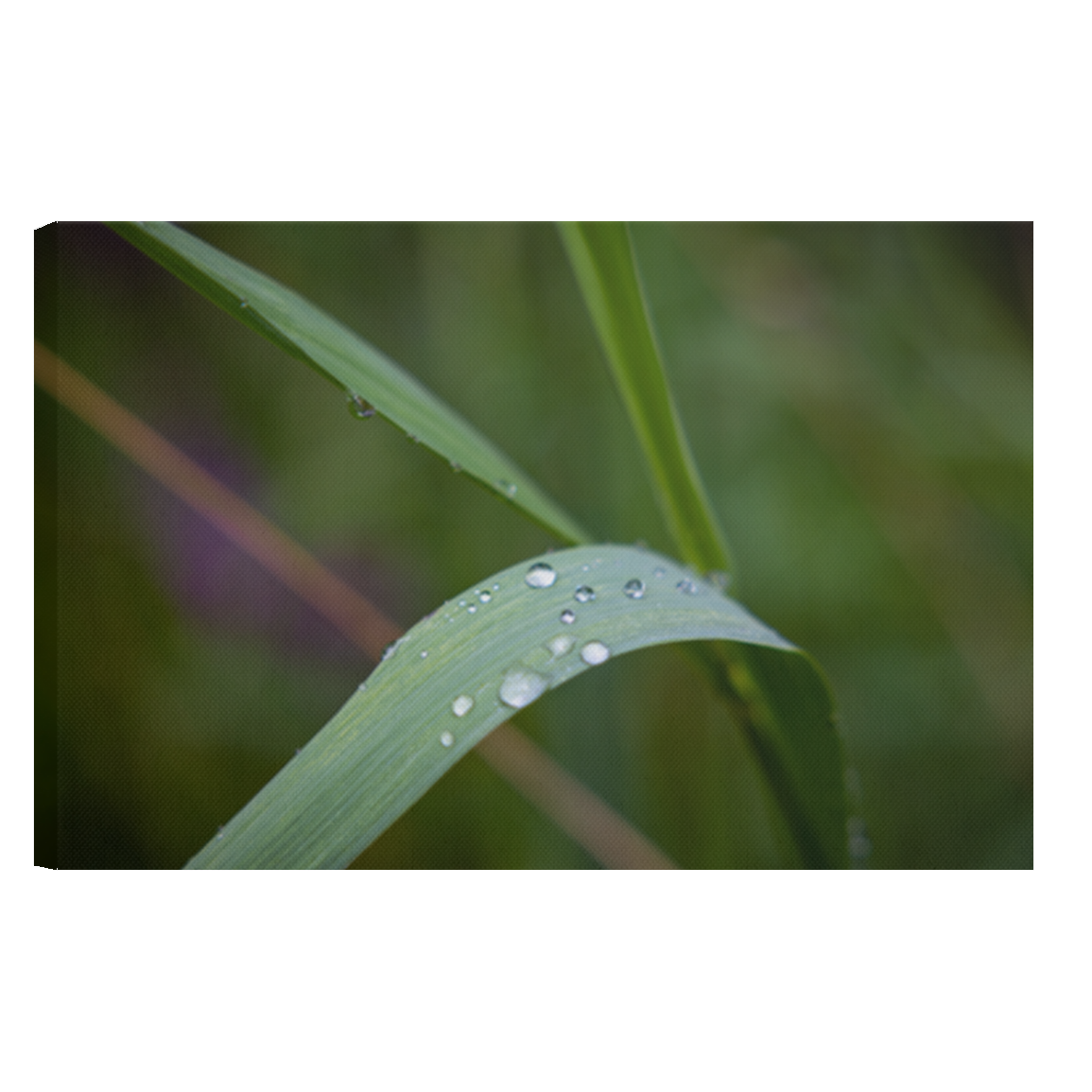 Morning dew - Canvas