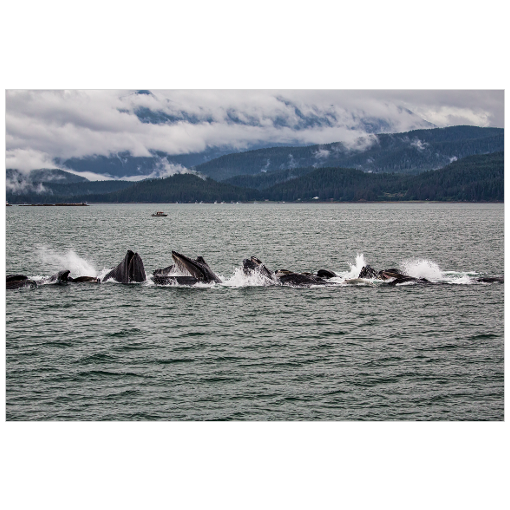 Whale Watching in Alaska - 18x12 Print