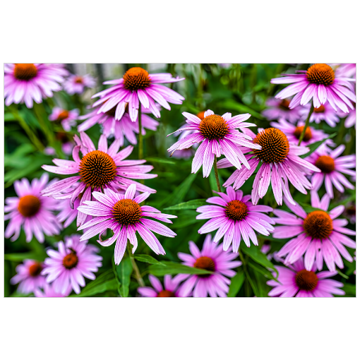 Cone Flowers - 18x12 Print