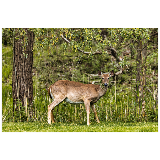 Peaceful Deer - 18x12 Print